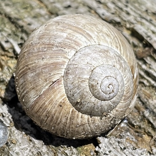 Psychotherapie Zyklus